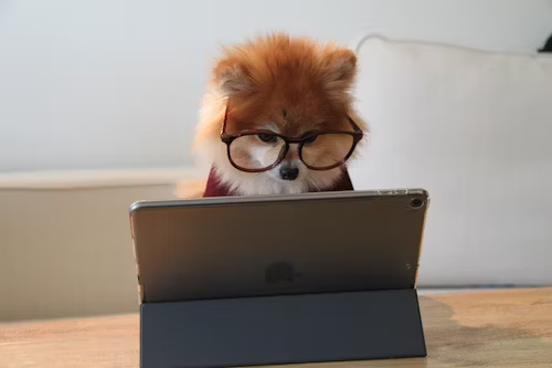 A dog on an ipad
